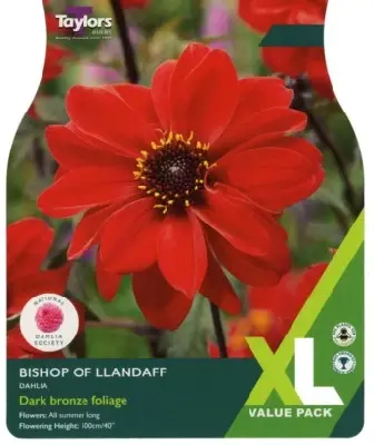 DAHLIA 'Bishop of Llandaff' - image 3