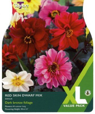 DAHLIA Red Skin Dwarf Mix