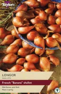 Allium cepa 'Longor' (SHALLOT)