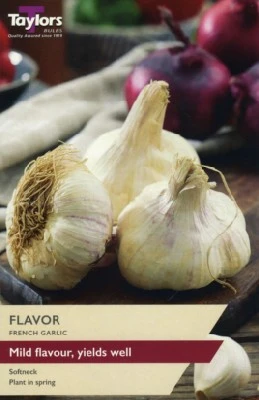 Allium sativum 'Flavor' (Garlic)