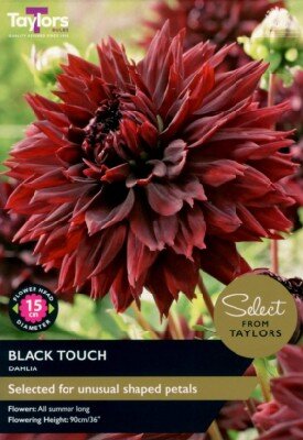 DAHLIA 'Black Touch'