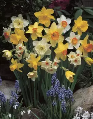 Narcissus mixed