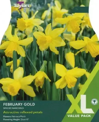 Narcissus 'February Gold'