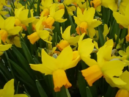 Narcissus 'Jetfire'