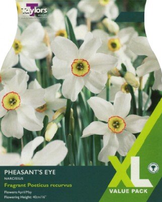 Narcissus 'Pheasant Eye' poeticus recurvus