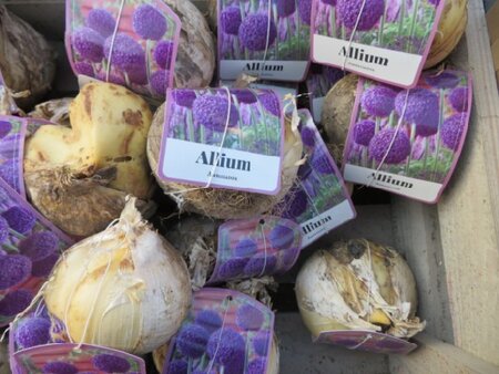 ALLIUM Border mixed - image 2