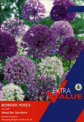 ALLIUM Border mixed - image 1