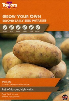 Solanum tuberosum 'Wilja' (POTATO)