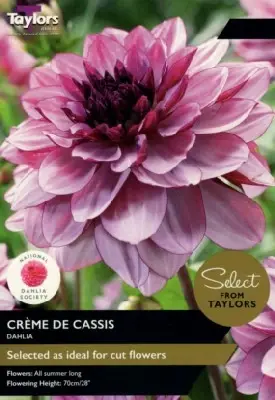 DAHLIA 'Creme de Cassis'