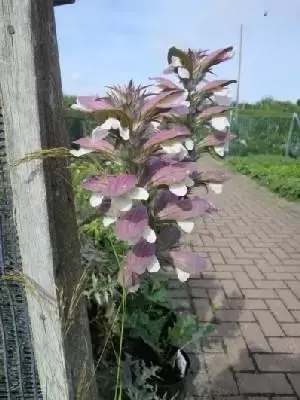 ACANTHUS spinosus