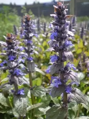 AJUGA reptans 'Braunherz' - image 1