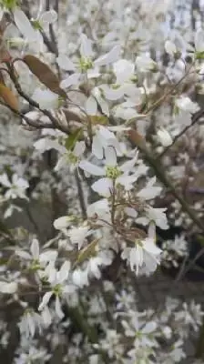 AMELANCHIER canadensis