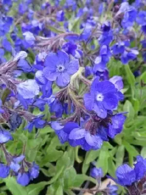 ANCHUSA azurea 'Loddon Royalist'