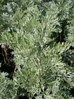 ARTEMISIA 'Powis Castle'