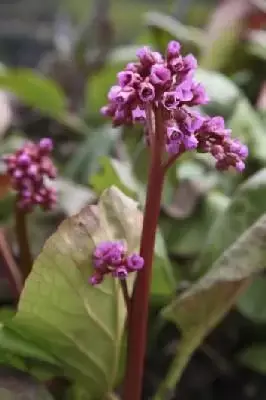 BERGENIA cordifolia 'Purpurea'