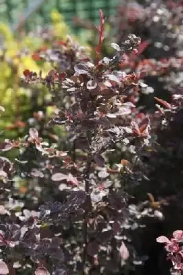 BERBERIS thunbergii 'Harlequin' - image 1