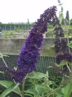 BUDDLEJA davidii 'Black Knight' - image 1