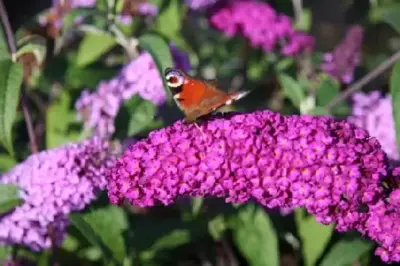 BUDDLEJA 'Pink Delight'