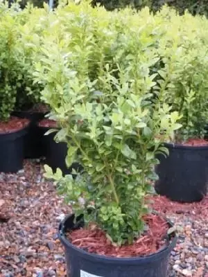 BUXUS sempervirens