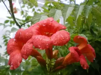 CAMPSIS x tagliabuana 'Madam Galen'