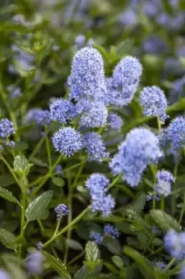 CEANOTHUS thyrsiflorus repens