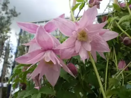 CLEMATIS macropetala 'Markham's Pink'