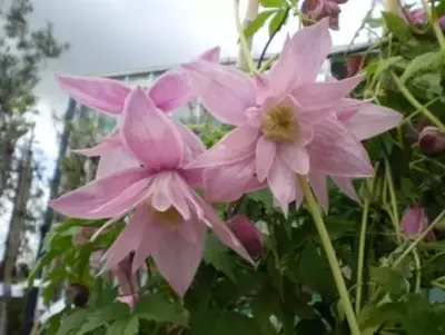 CLEMATIS macropetala 'Markham's Pink'