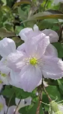 CLEMATIS montana rubens