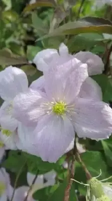 CLEMATIS montana rubens