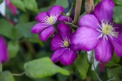 CLEMATIS 'Ville de Lyon'