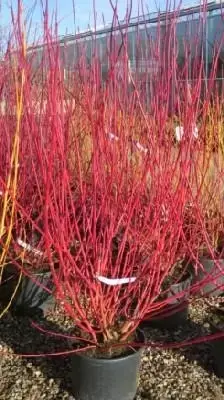 CORNUS alba 'Sibirica'