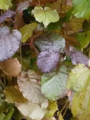 CORYLUS maxima 'Purpurea'