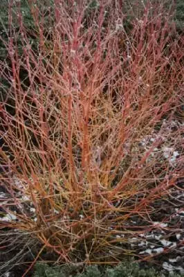 CORNUS sanguinea 'Midwinter Fire'