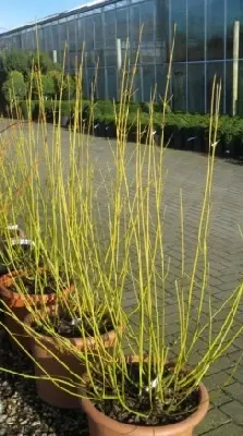 CORNUS sericea 'Flaviramea' - image 1