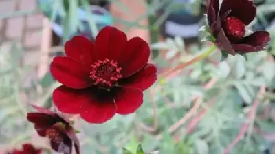 COSMOS atrosanguineus