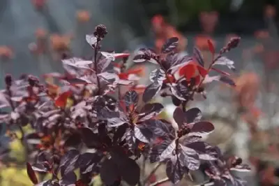 COTINUS coggygria 'Royal Purple'