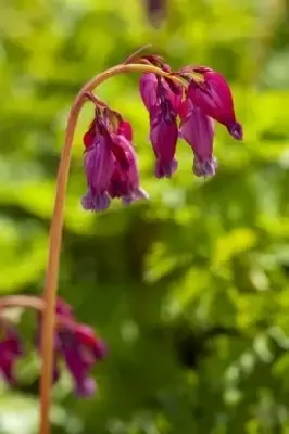DICENTRA 'Luxuriant' - image 2