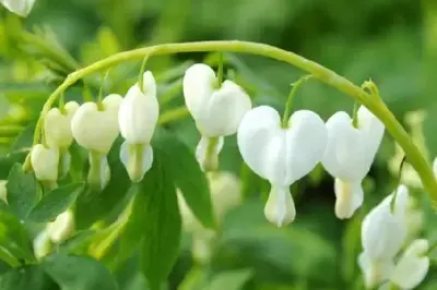 DICENTRA spectabilis 'Alba'