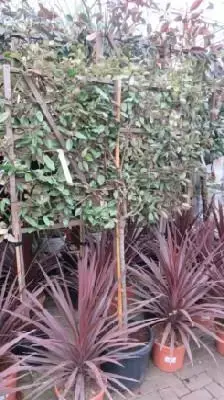 ELAEAGNUS x ebbingei