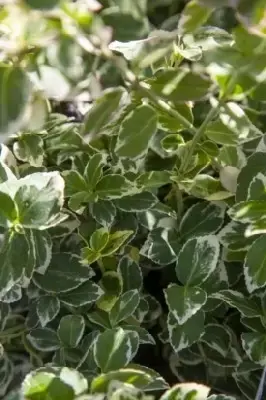 EUONYMUS fortunei 'Silver Queen'