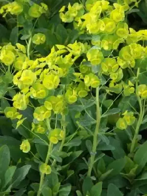 EUPHORBIA amygdaloides robbiae