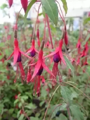 FUCHSIA 'Riccartonii'