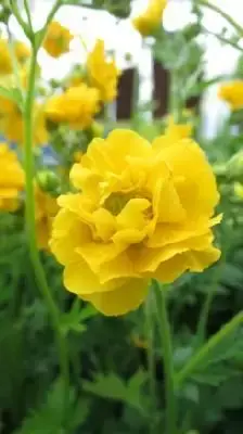 GEUM 'Lady Stratheden'