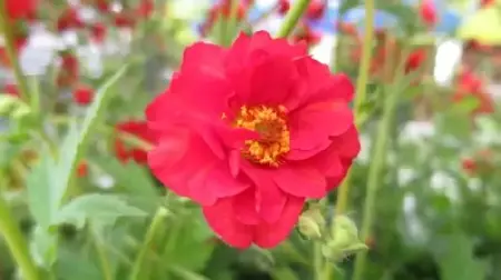 GEUM 'Mrs J. Bradshaw'