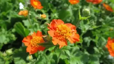 GEUM 'Borisii'