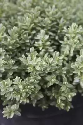 VERONICA pinguifolia 'Sutherlandii'
