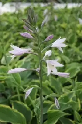 HOSTA fortunei aureomarginata