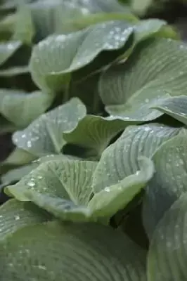 HOSTA sieboldiana elegans