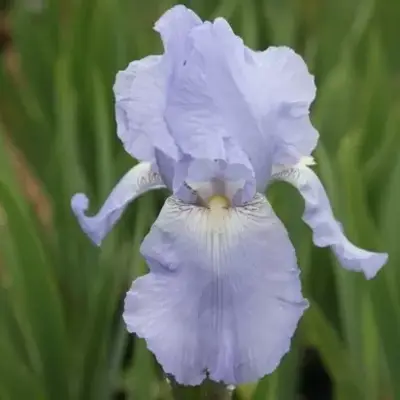 IRIS 'Jane Phillips'