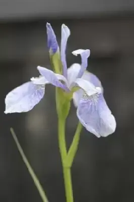 IRIS sibirica 'Perry's Blue'